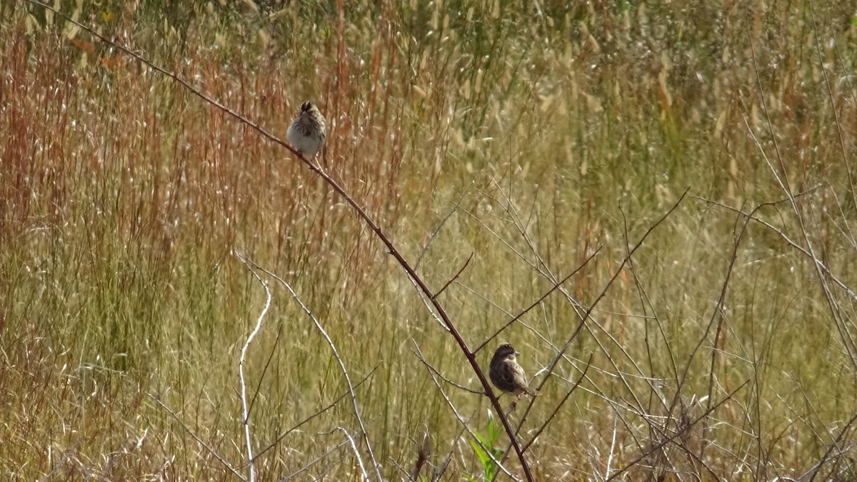 Savannah Sparrow - ML644852905