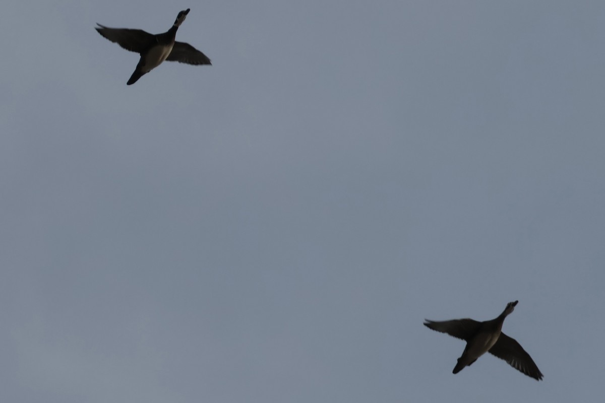 kachnička karolínská - ML644852916