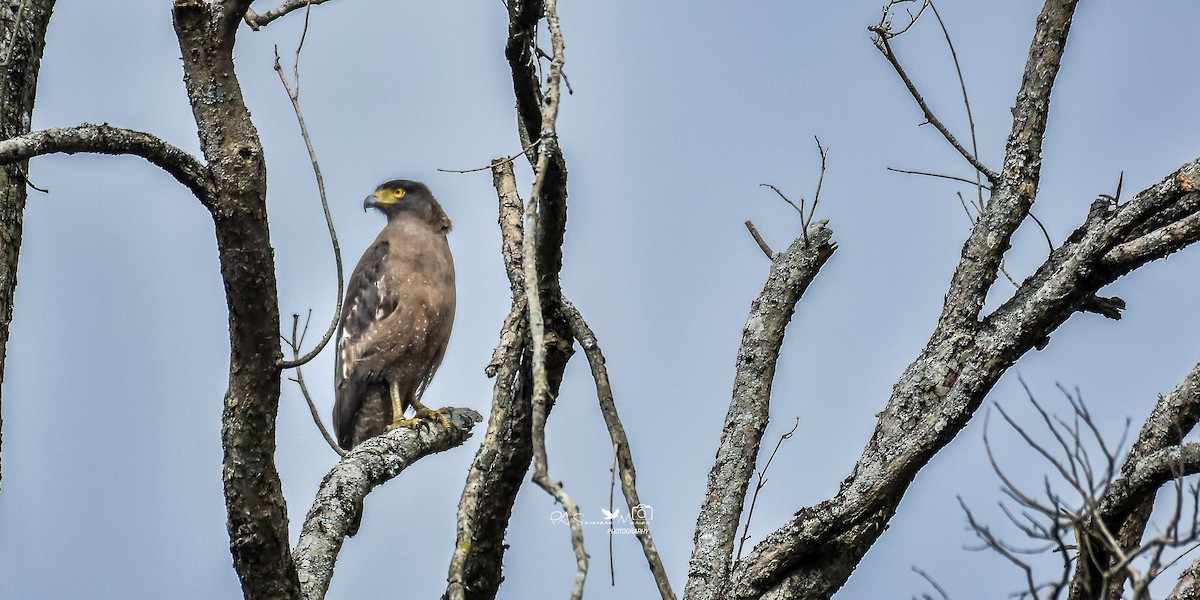 Haubenschlangenadler - ML644852964