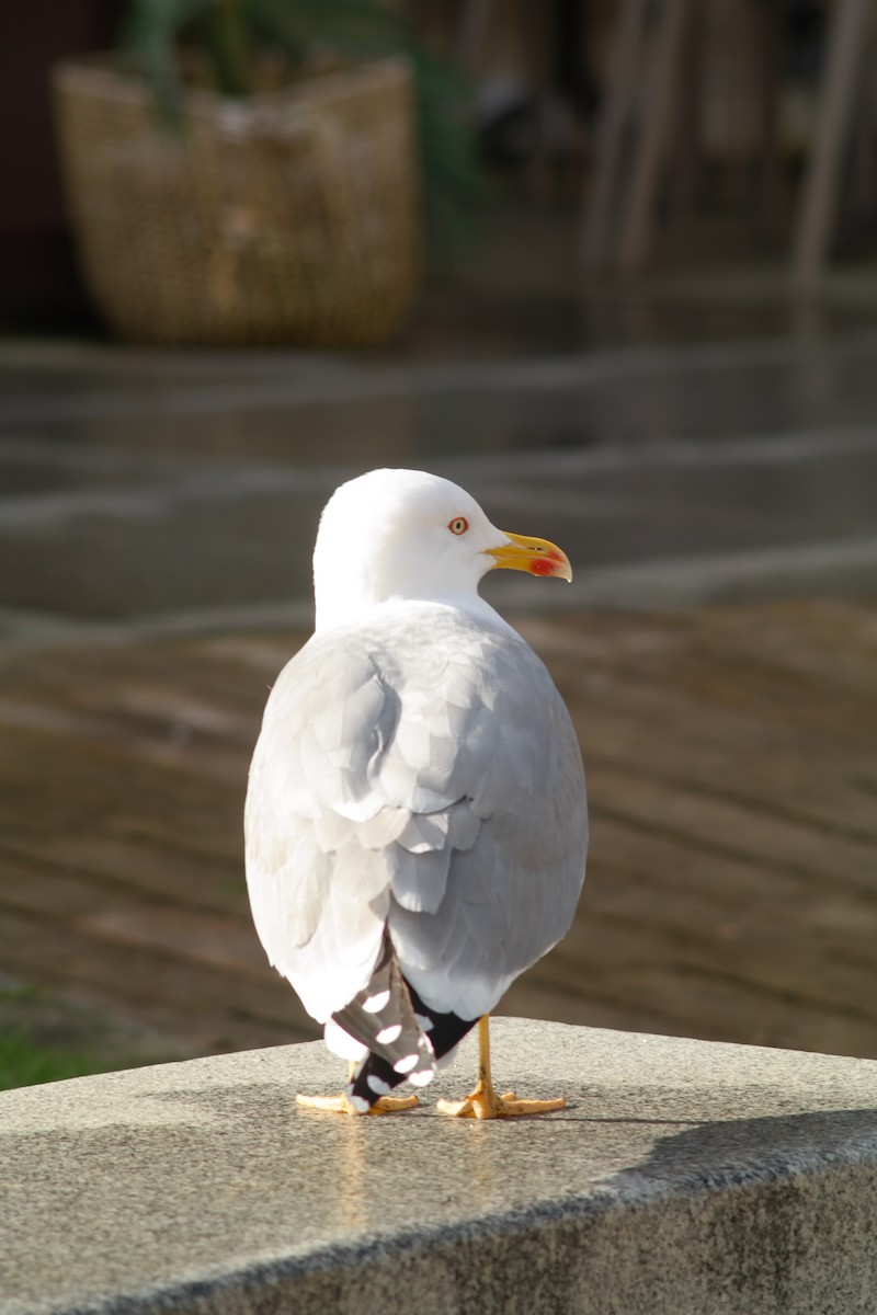 Yellow-legged Gull - ML644852970