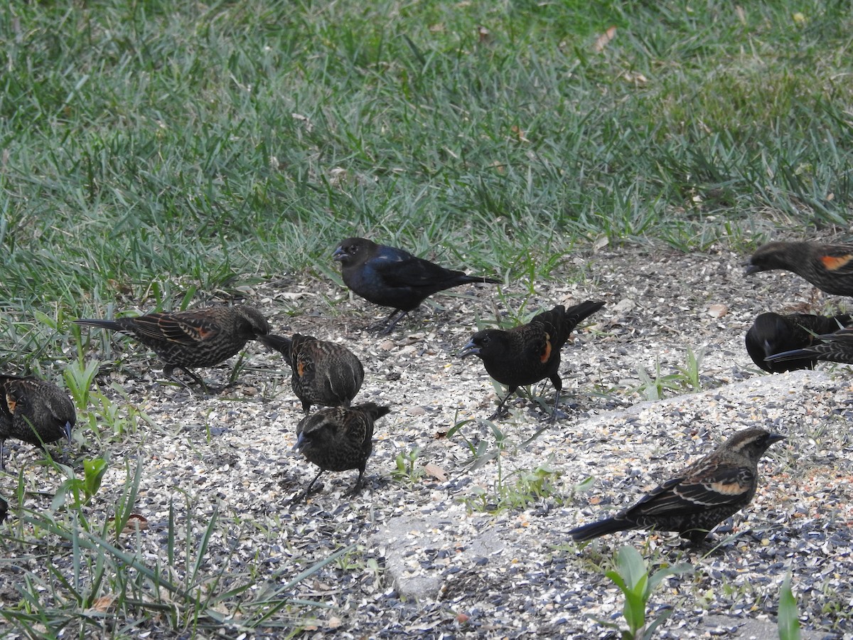Коровий трупиал, буроголовый желтушник - ML644852977