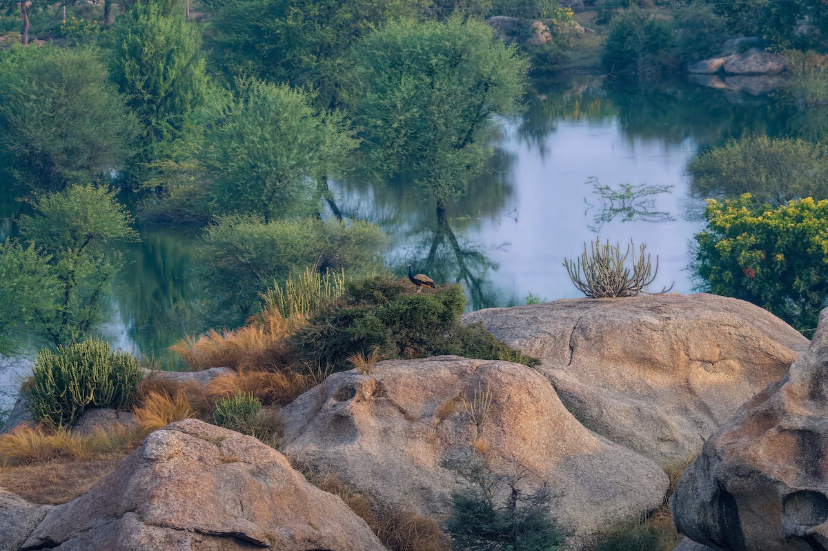 Indian Peafowl - ML644852985