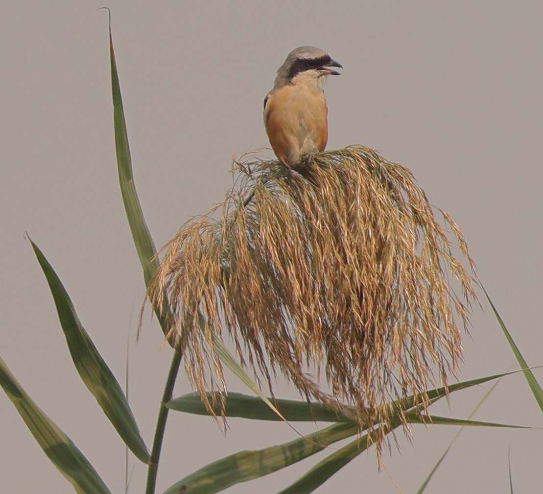 Long-tailed Shrike - ML644852986