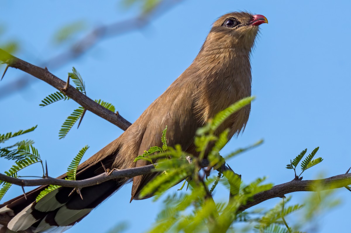 Sirkeer Malkoha - ML644852992