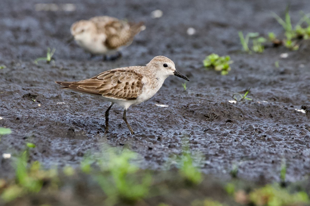 ヨーロッパトウネン - ML644853000