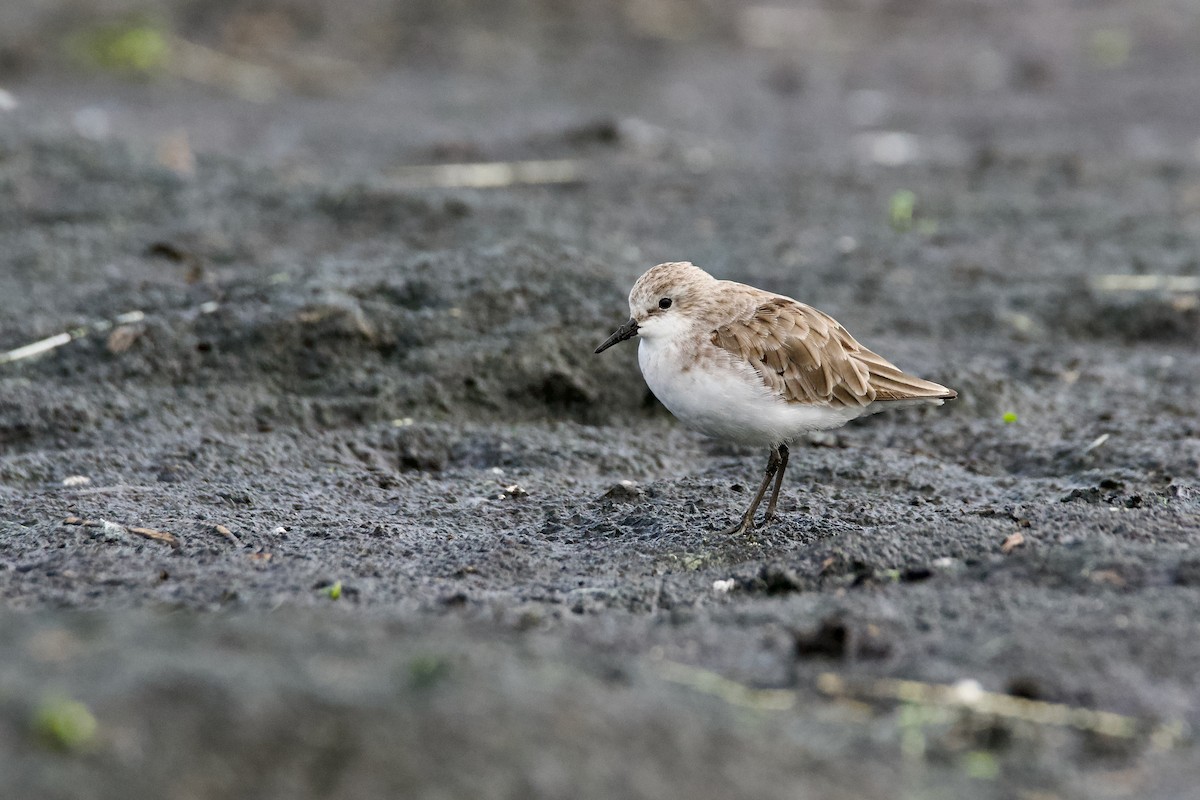 ヨーロッパトウネン - ML644853001