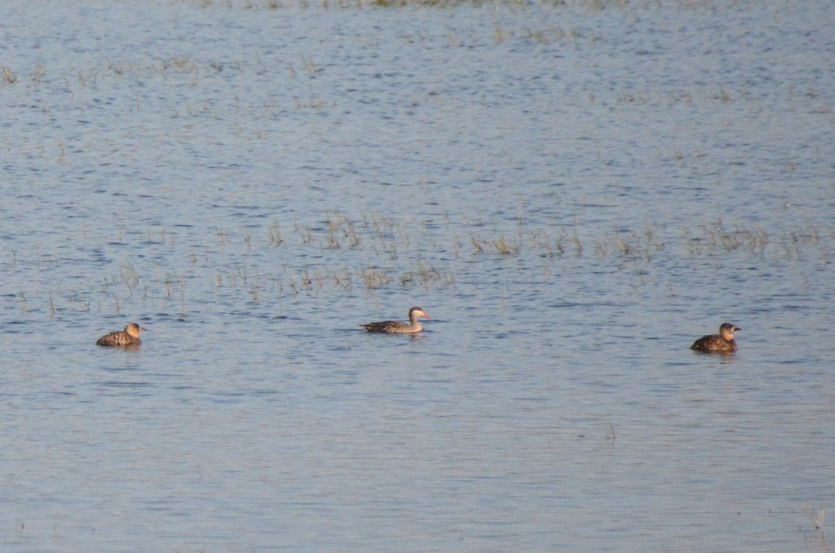Red-billed Duck - ML644853022