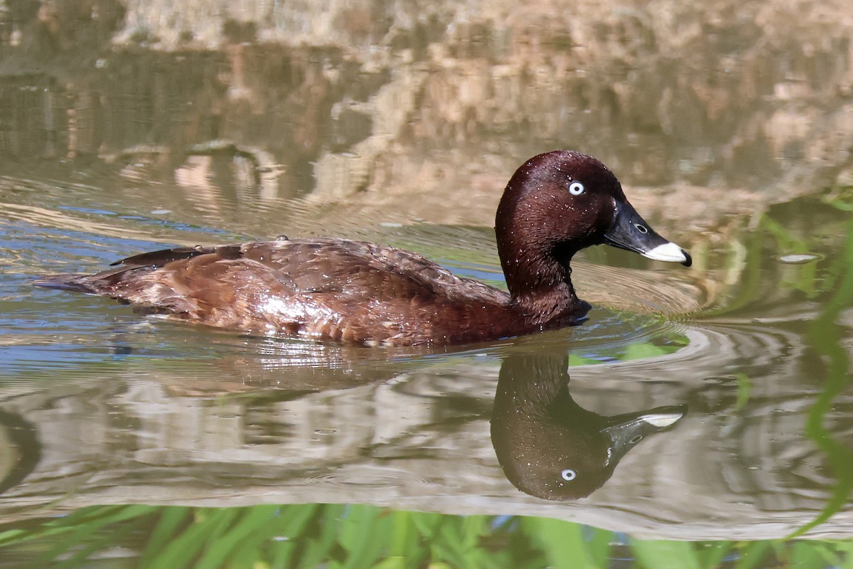 Hardhead - ML644853024