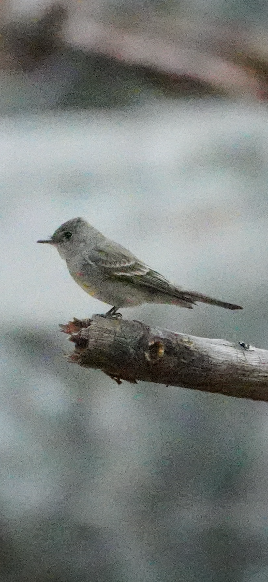 Western Wood-Pewee - ML644853026