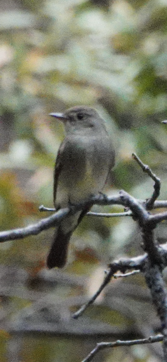 Western Wood-Pewee - ML644853027