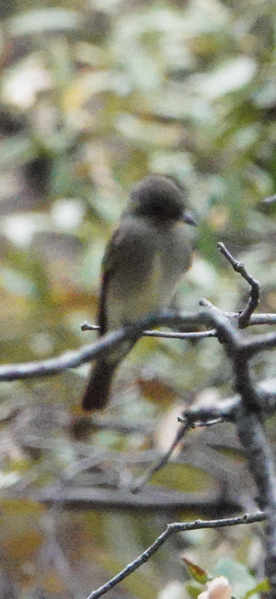 Western Wood-Pewee - ML644853028