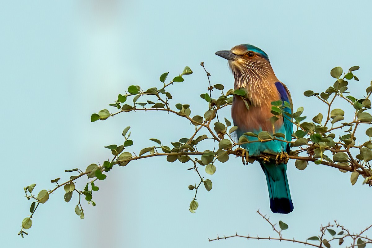 Indian Roller - ML644853034