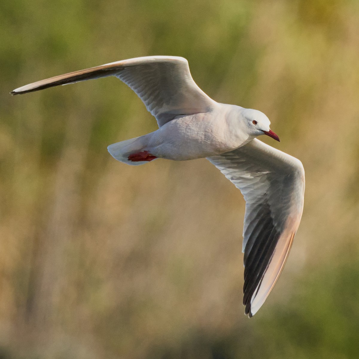Slender-billed Gull - ML644853058