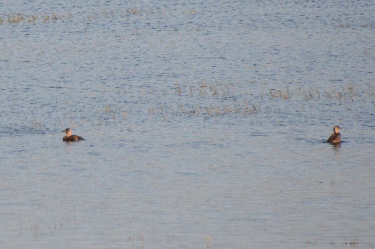 White-backed Duck - ML644853064