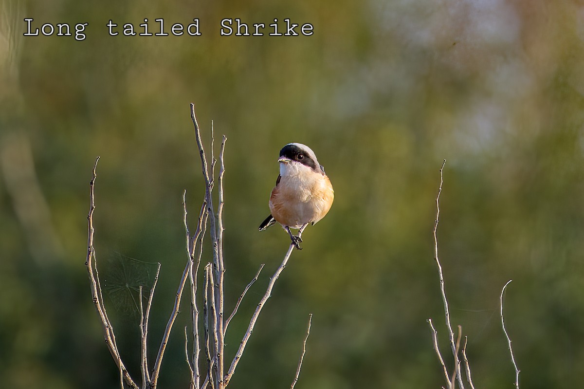 Long-tailed Shrike - ML644853065