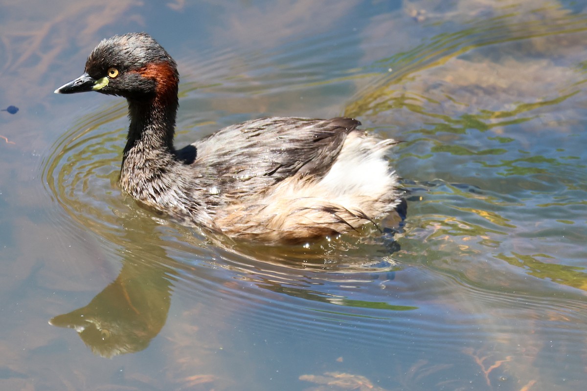Australasian Grebe - ML644853075