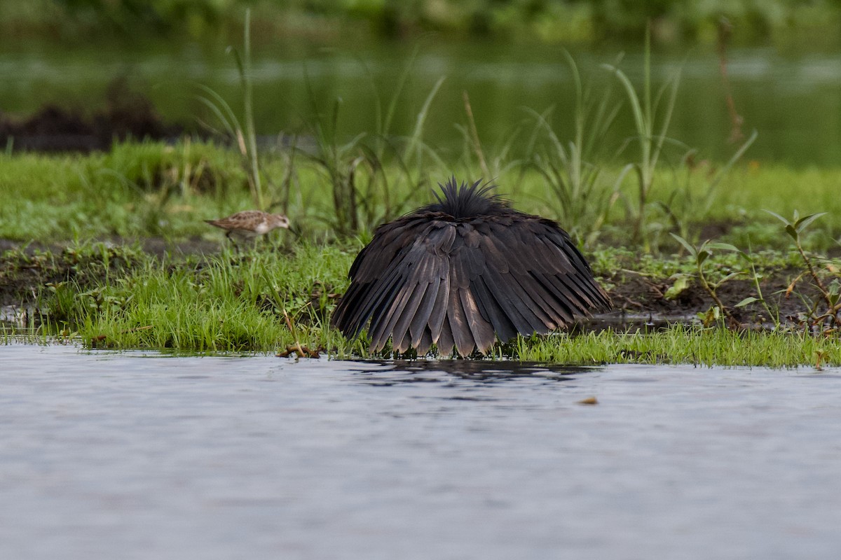 Glockenreiher - ML644853086