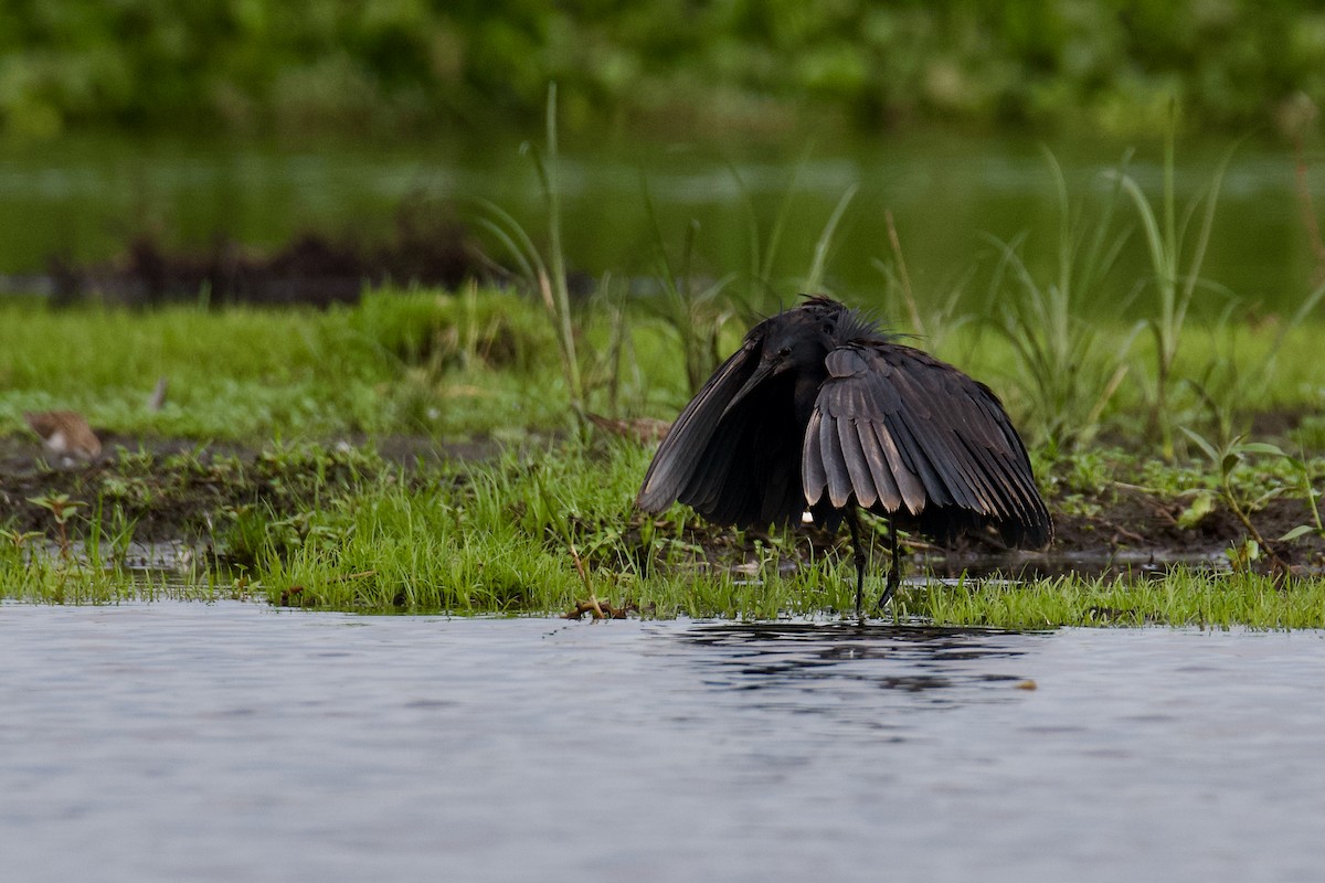 Glockenreiher - ML644853087