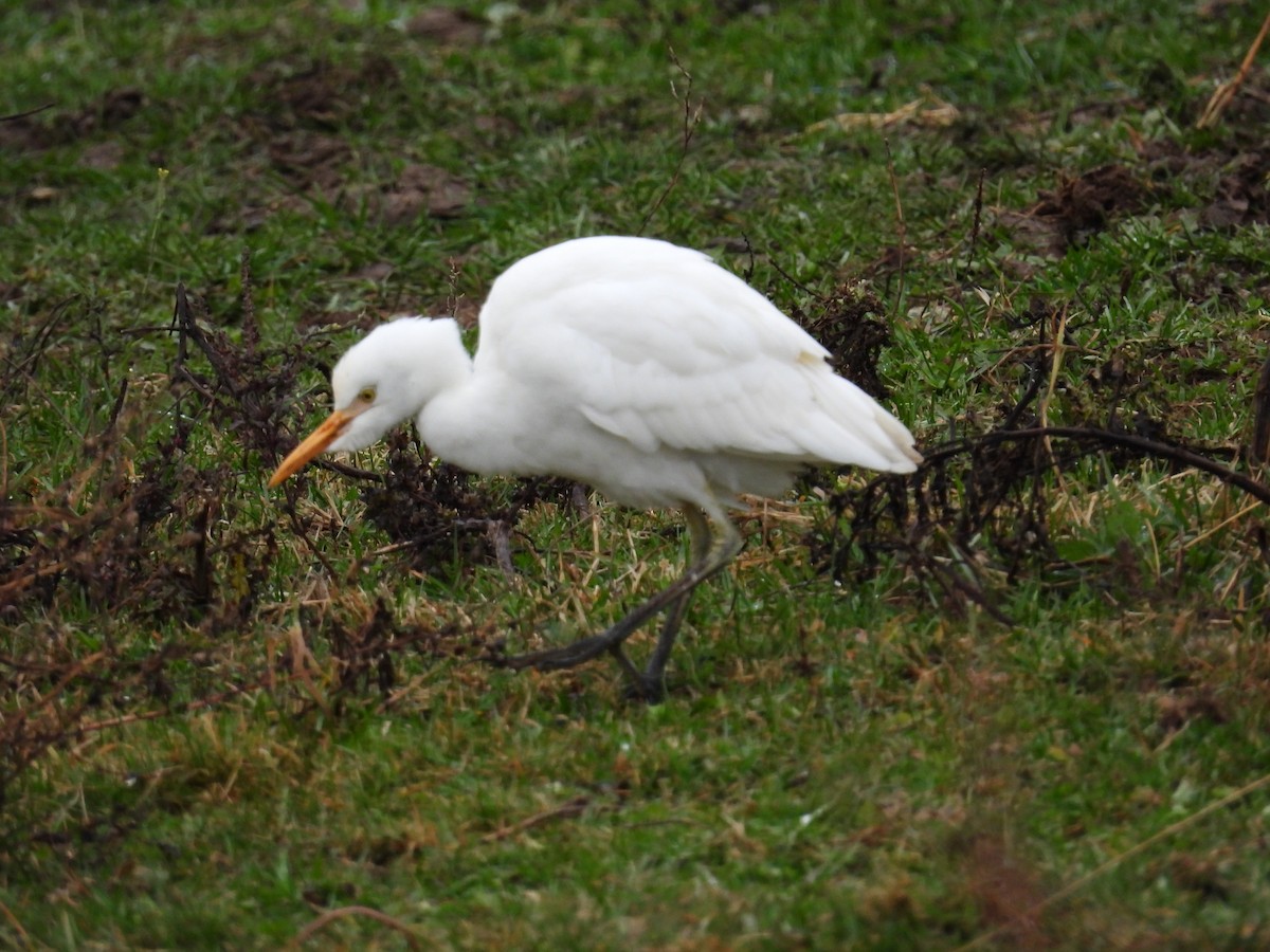 volavka rusohlavá - ML644853097