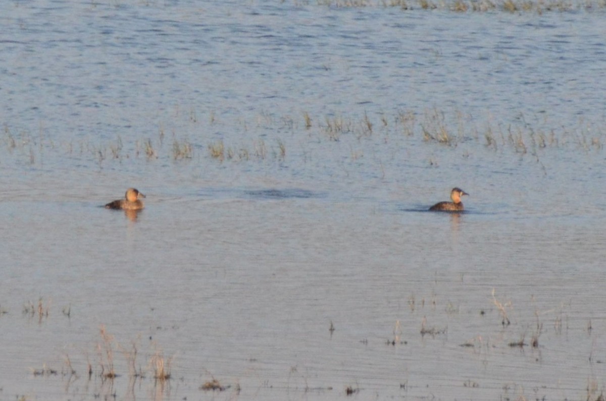 White-backed Duck - ML644853103