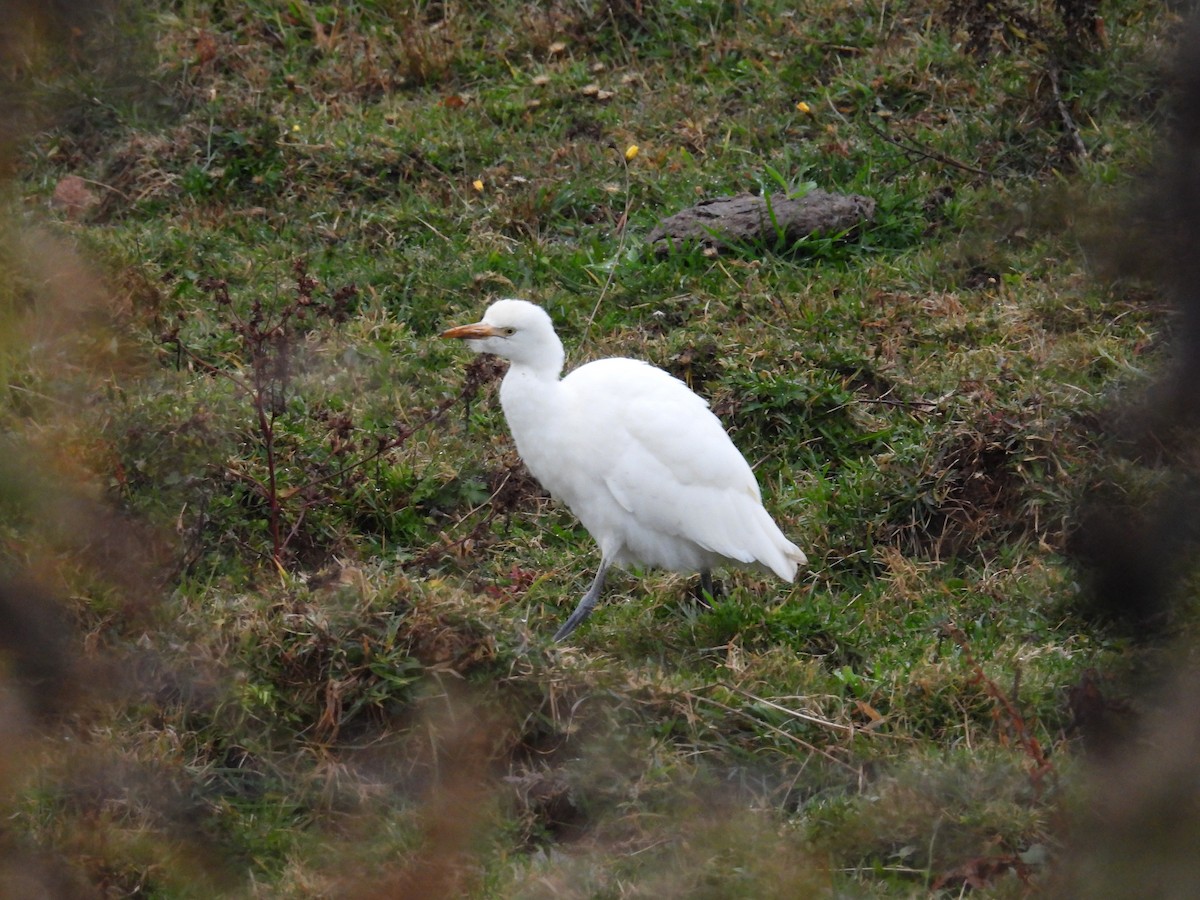 volavka rusohlavá - ML644853104