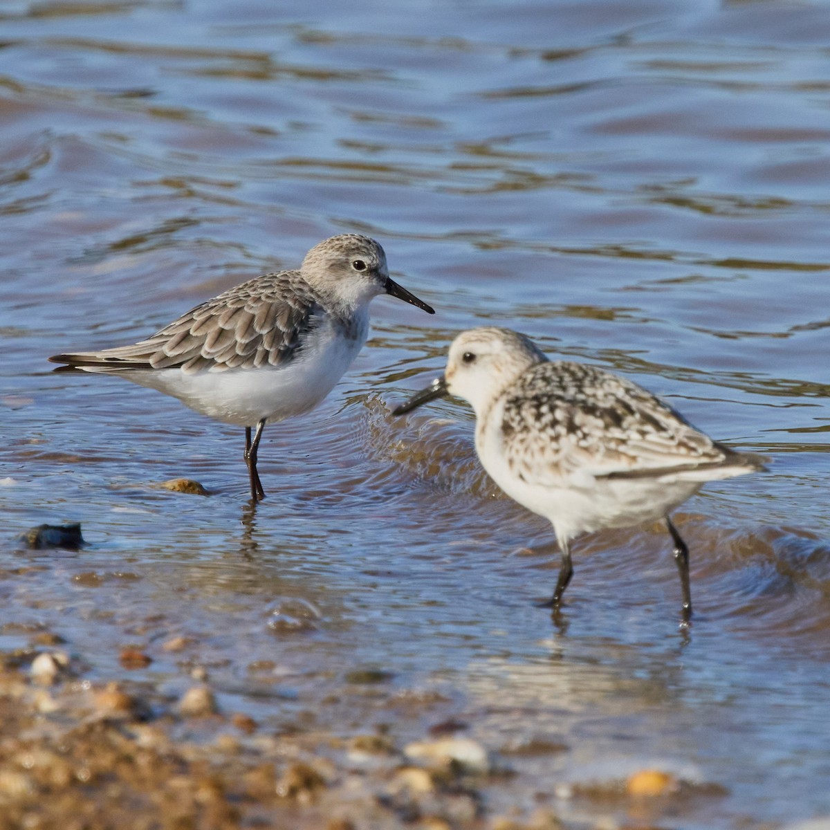 ヨーロッパトウネン - ML644853113