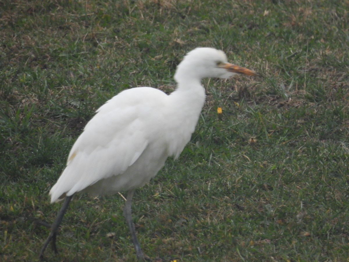 volavka rusohlavá - ML644853118