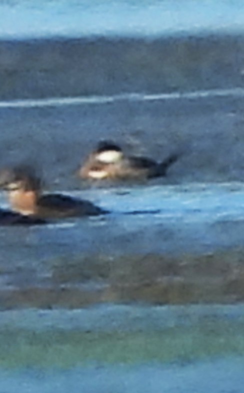 Ruddy Duck - ML644853119