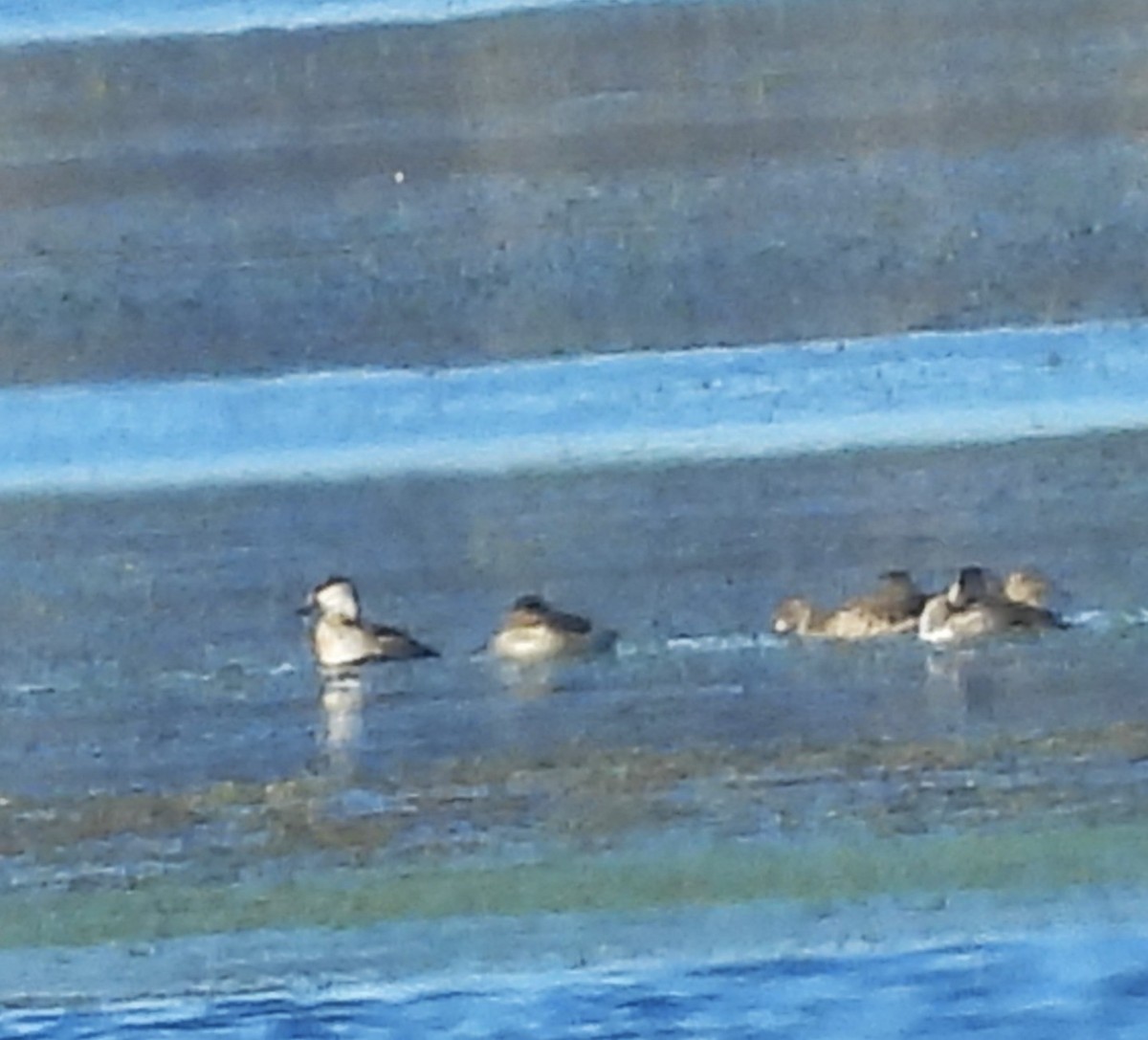 Ruddy Duck - ML644853120