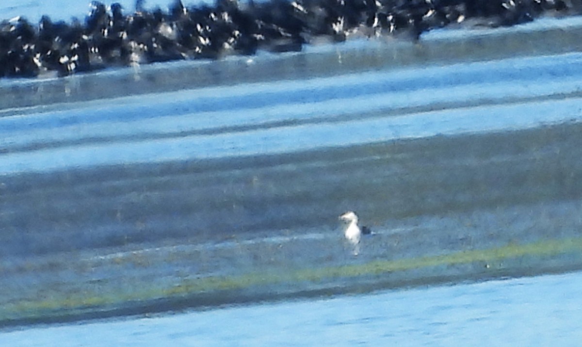 Horned Grebe - ML644853123