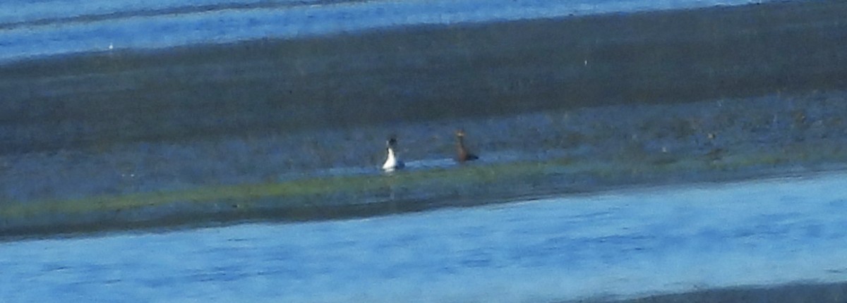 Horned Grebe - ML644853126