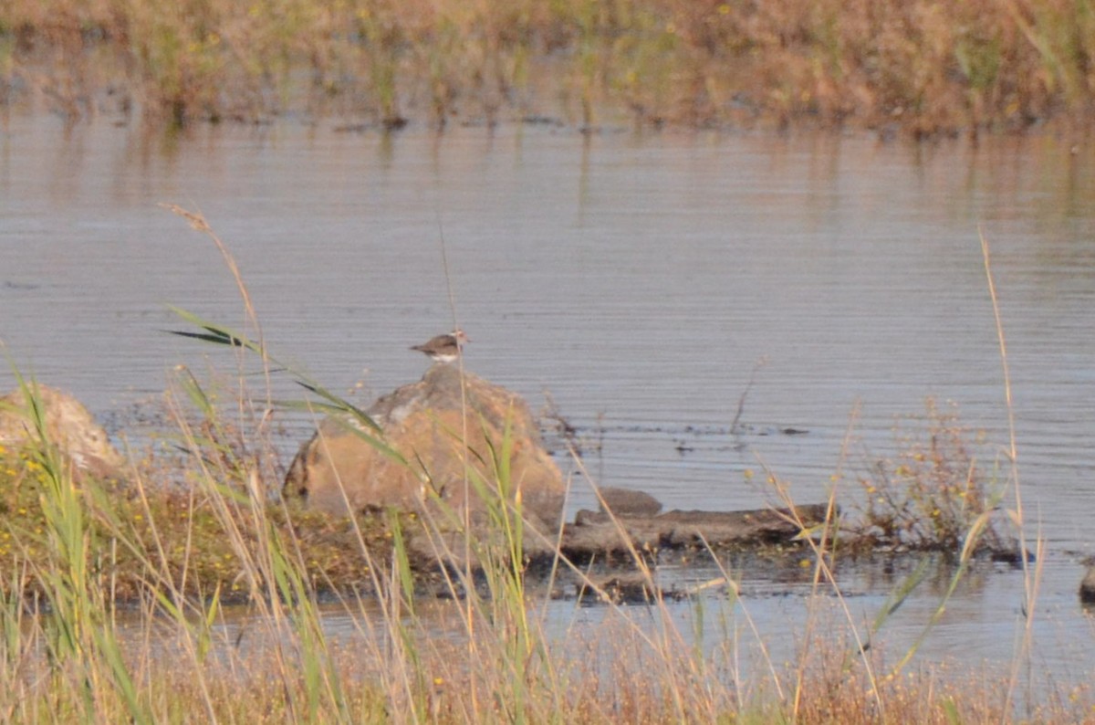 Three-banded Plover - ML644853127