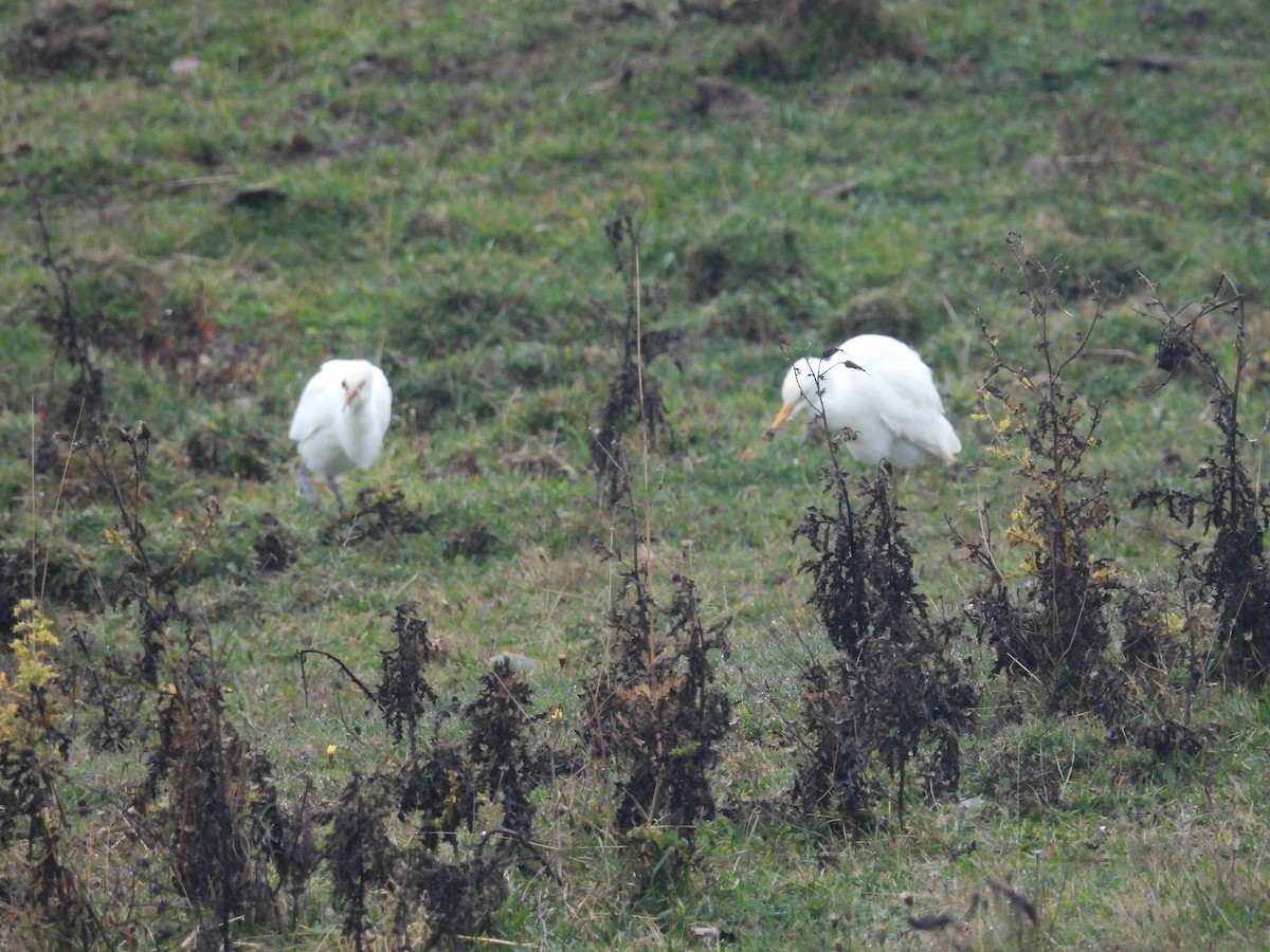 volavka rusohlavá - ML644853128