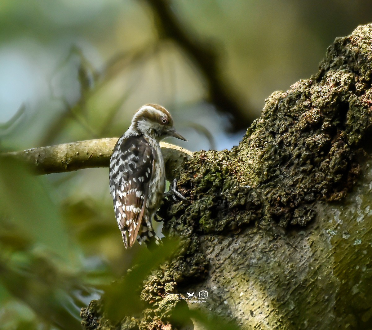 strakapoud hnědohlavý - ML644853132