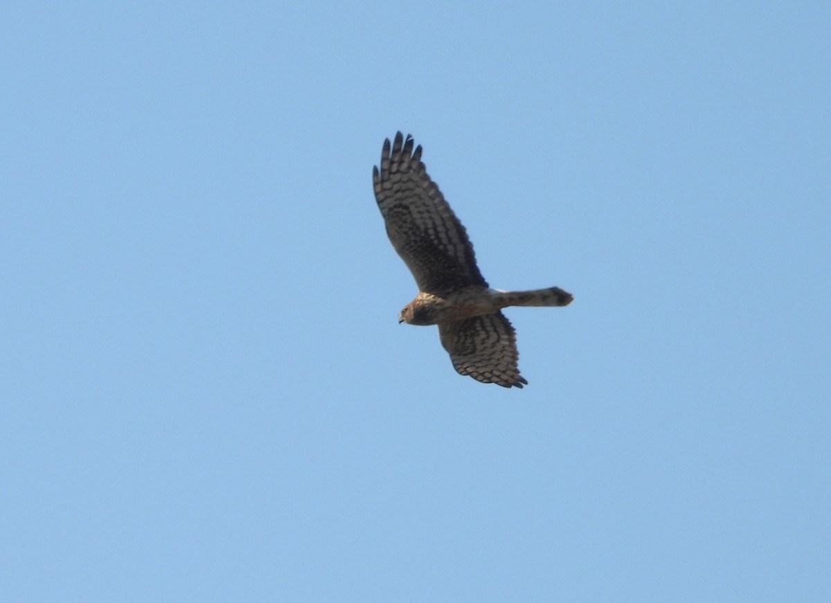 Northern Harrier - ML644853143