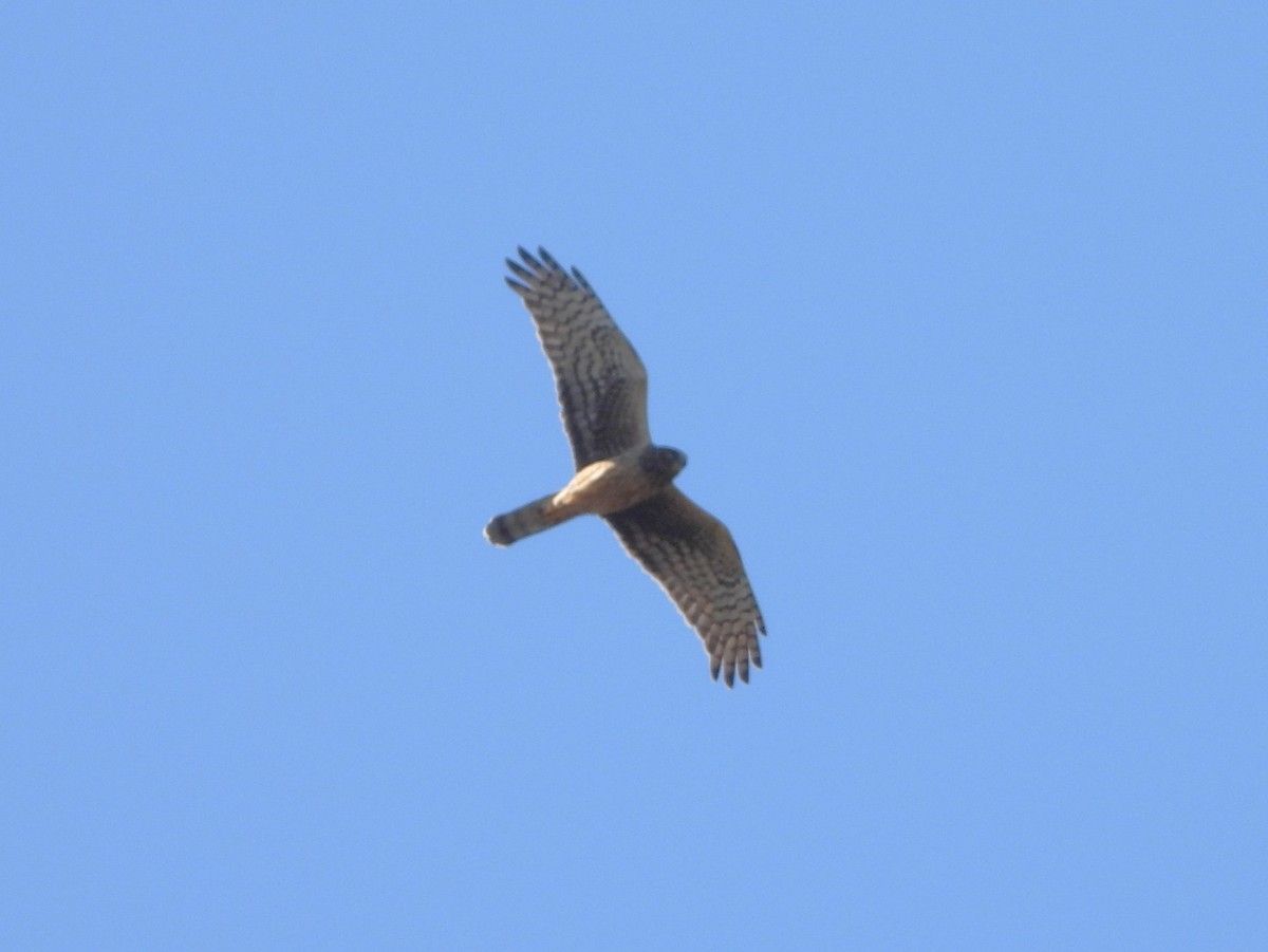 Northern Harrier - ML644853144