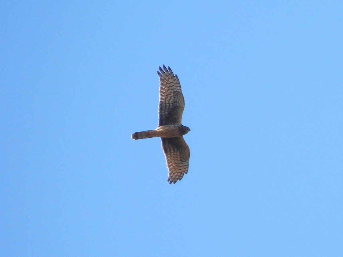 Northern Harrier - ML644853145