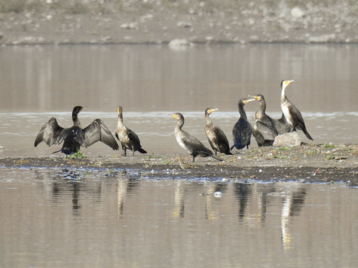 kormorán velký - ML644853160