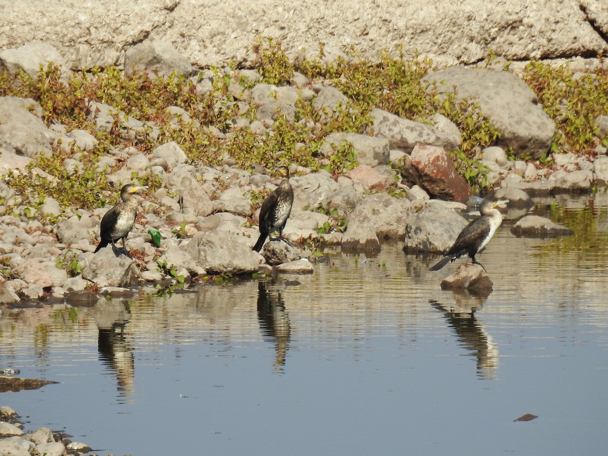 kormorán velký - ML644853162