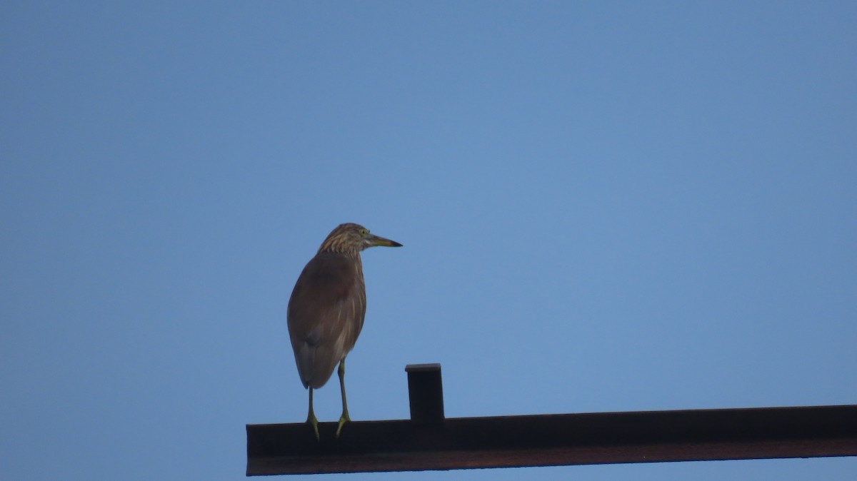 Paddyreiher - ML644853184