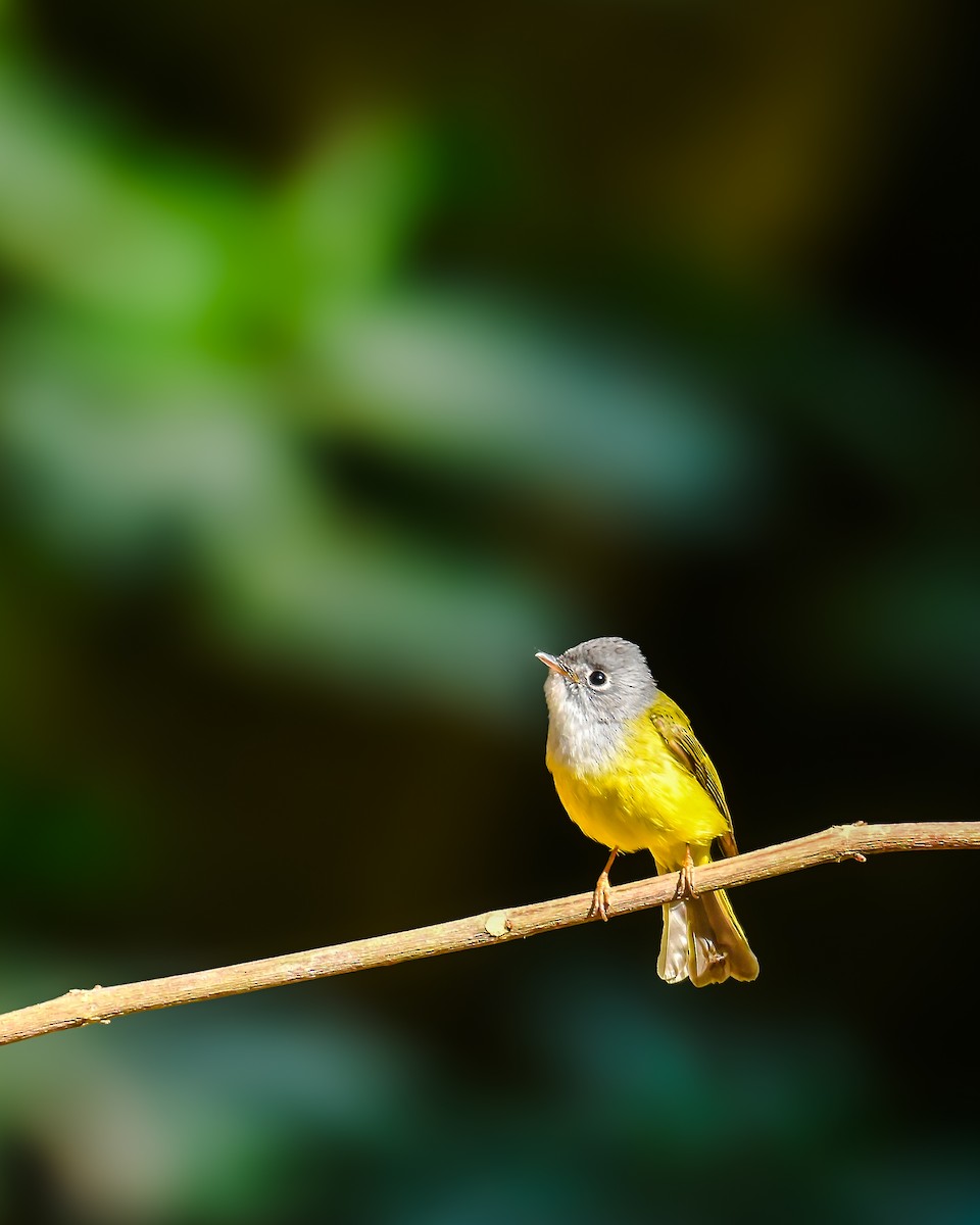 Gray-headed Canary-Flycatcher - ML644853199