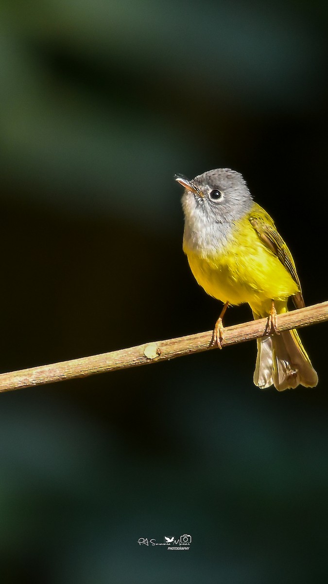 Gray-headed Canary-Flycatcher - ML644853200
