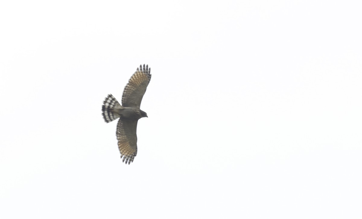 Roadside Hawk - ML644853206