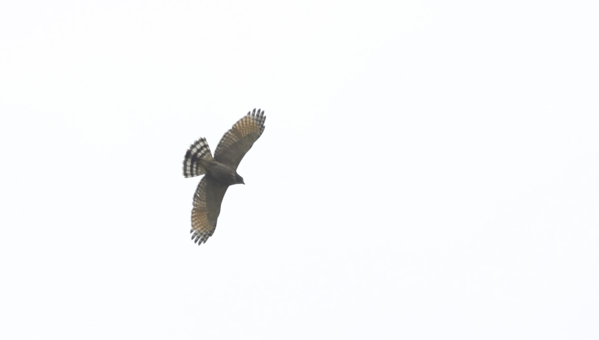 Roadside Hawk - ML644853208