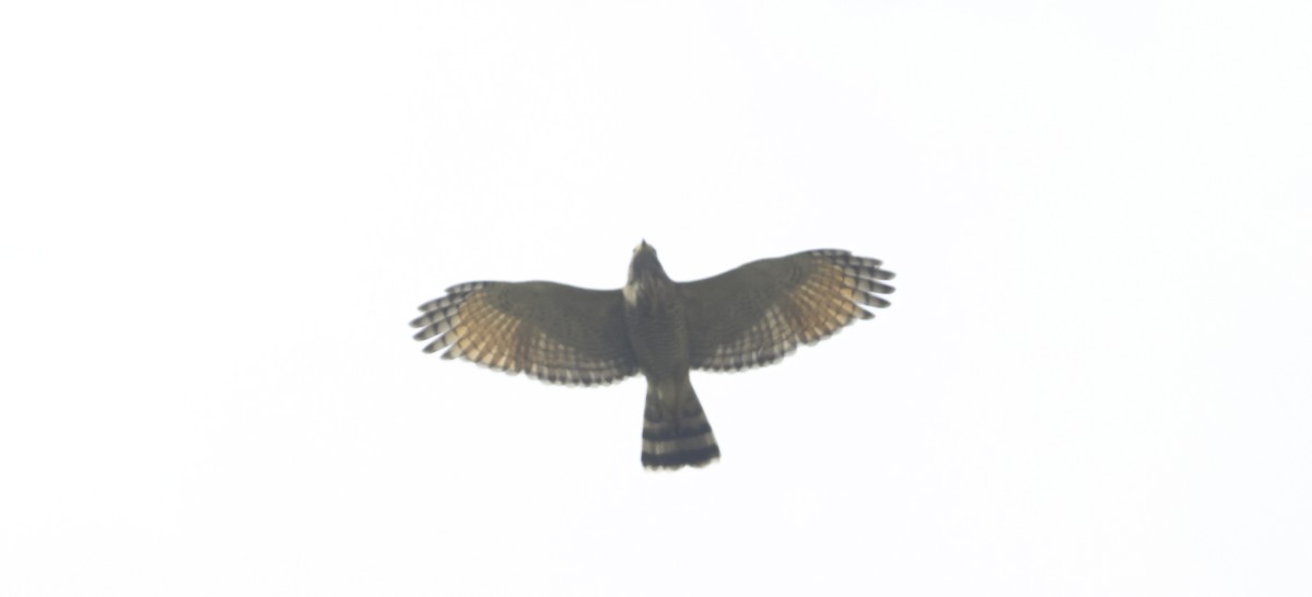 Roadside Hawk - ML644853211