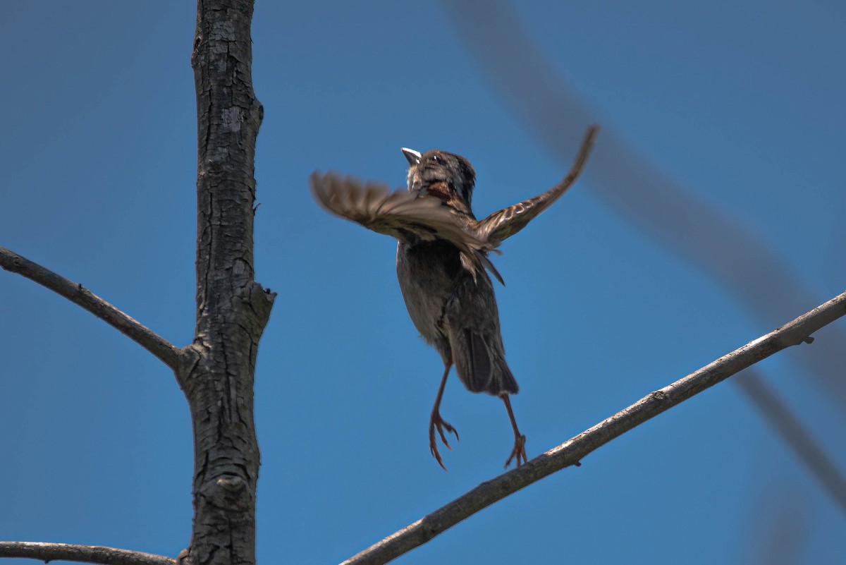 Rufous-collared Sparrow - ML644853231