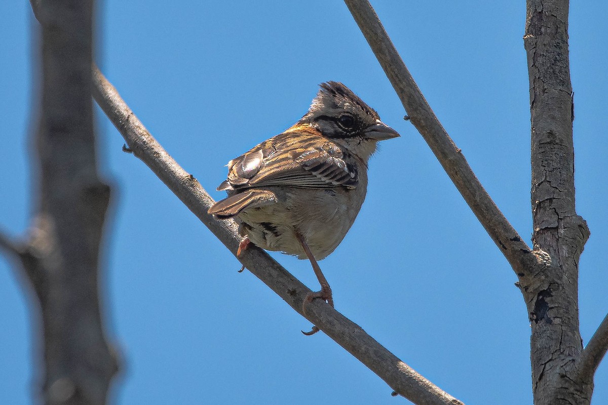 Rufous-collared Sparrow - ML644853232