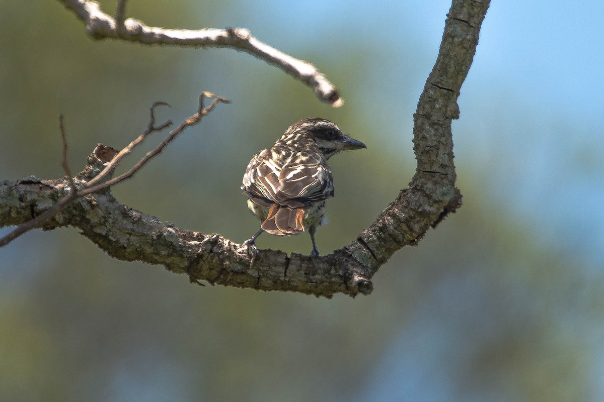 Streaked Flycatcher - ML644853238