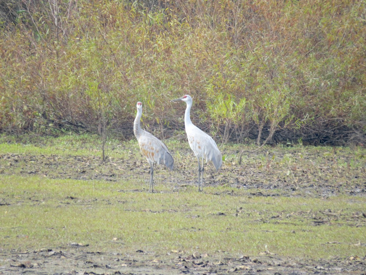 沙丘鶴 - ML644853239