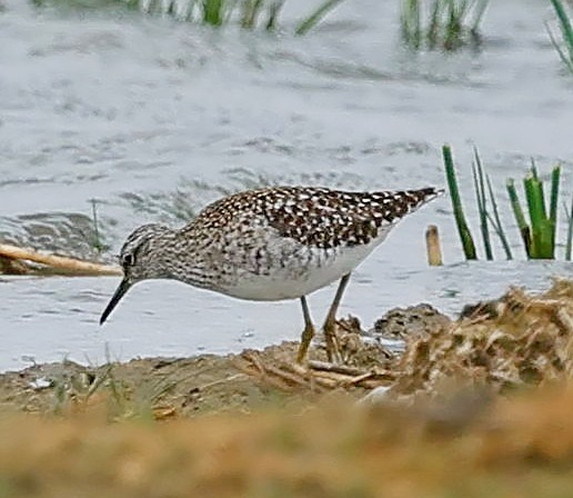 タカブシギ - ML644853243